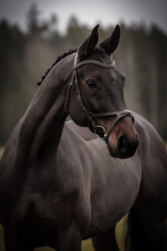 HODELAG KNIGHTS ARTHUR